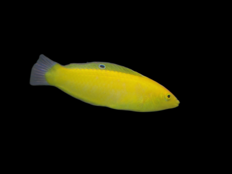 Halichoeres chrysus Femelle 4-6 cm