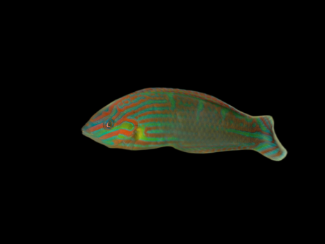 Halichoeres melanurus M&acirc;le 5-7cm