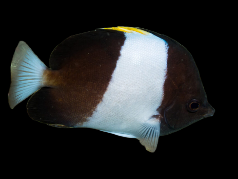 Hemitaurichthys zoster 7-10cm