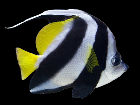 Heniochus acuminatus 6-10 cm