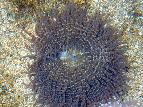 Heteractis aurora