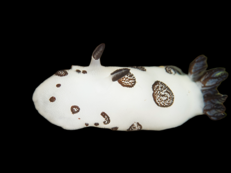 Jorunna funebris 5-7 cm
