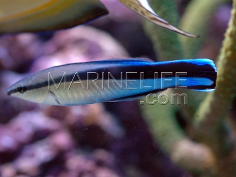 Labroides dimidiatus
