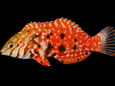Macropharyngodon lapillus 6-10cm