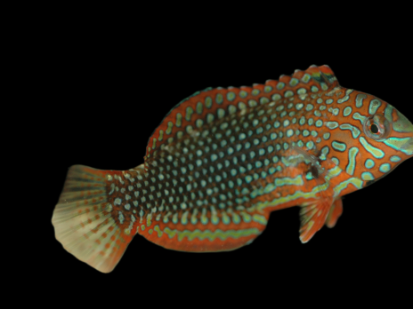 Macropharyngodon ornatus 3-5 cm