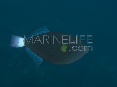 Melichthys vidua