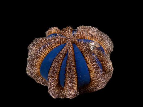 Mespilia globulus 5-6 cm Epines rouges