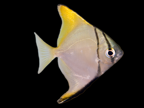 Monodactylus argenteus 6-8 cm