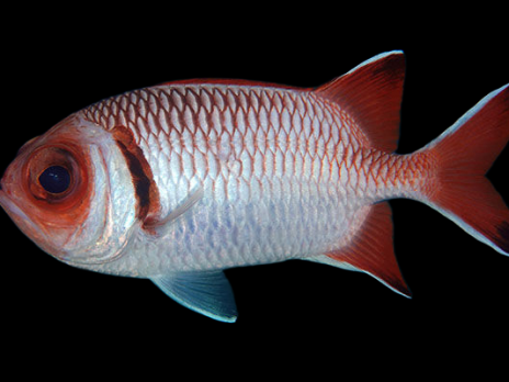 Myripristis botche S