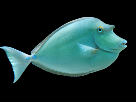 Naso unicornis Juv&eacute;nile 6-8 cm