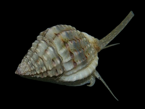 Nassarius spp lot de 5