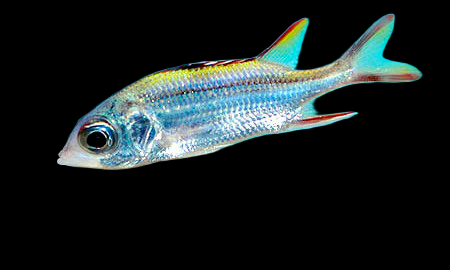 Neoniphon sammara 10-15 cm