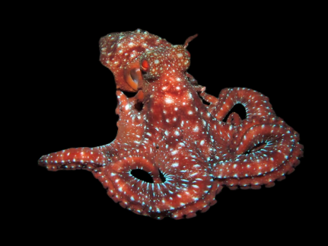Octopus macropus 10-15 cm Rouge