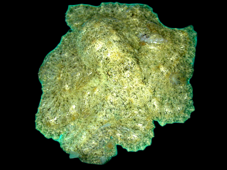Octopus spp. 10-15 cm