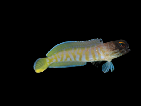 Opistognathus randalli 5-7cm