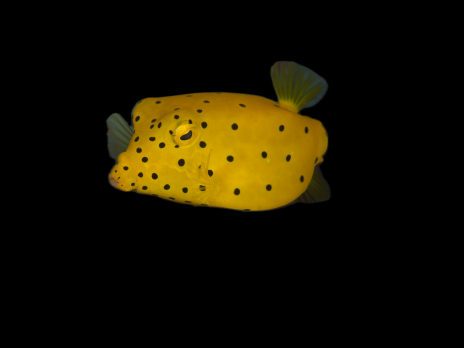 Ostracion cubicus 3-5 cm