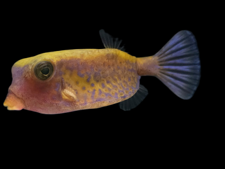 Ostracion cyanurus 5-8cm