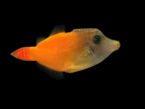 Pervagor melanocephalus 4-6cm