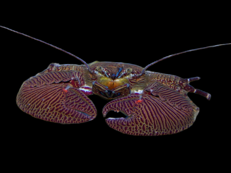 Petrolisthes spp. 2-3 cm