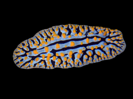 Phyllidia spp. 3-4 cm Color&eacute;