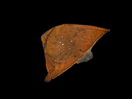 Platax orbicularis Juv&eacute;nile 6-10 cm