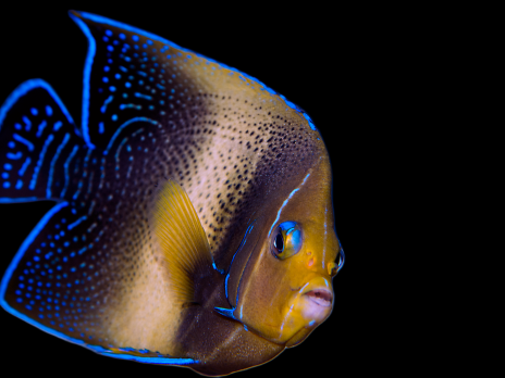 Pomacanthus semicirculatus Adulte 12-15 cm