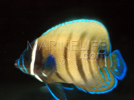 Pomacanthus sexstriatus Juv&eacute;nile