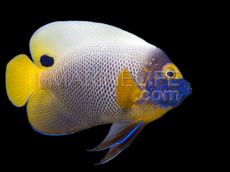 Pomacanthus xanthometopon Adulte 12-15 cm