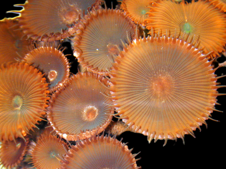 Protopalythoa sp. M Red Button polyp
