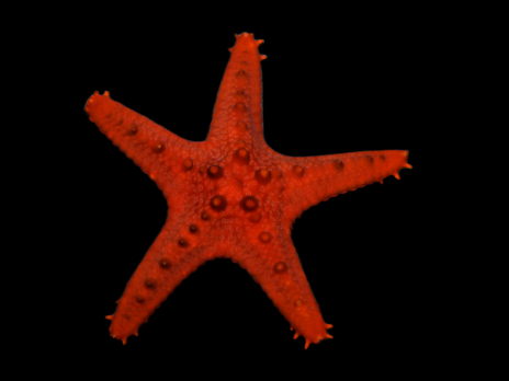 Protoreaster nodosus 10-15 cm Color&eacute;e