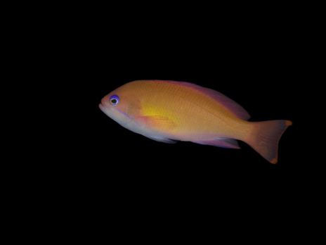 Pseudanthias hypselosoma Femelle M