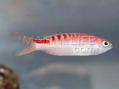 Pseudanthias lori Femelle
