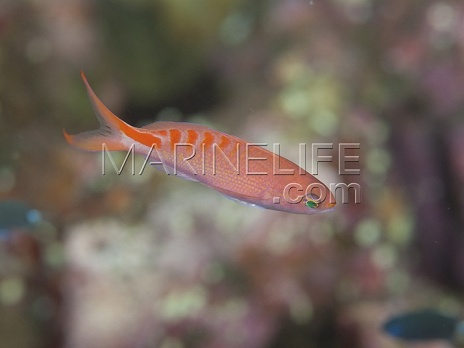 Pseudanthias lori M&acirc;le