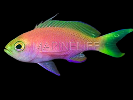 Pseudanthias pulcherrimus M&acirc;le 4-5cm