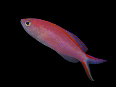 Pseudanthias smithvanizi M&acirc;le 3-4cm