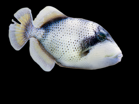 Pseudobalistes flavimarginatus 15-20 cm