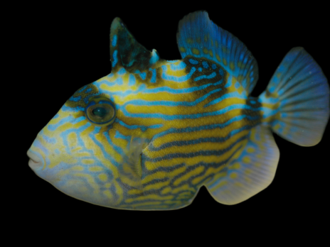 Pseudobalistes fuscus 15-20 cm
