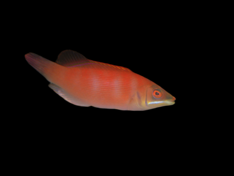 Pseudocheilinus evanidus 3-5 cm