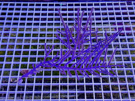 Pseudogorgonia bipinnata 01