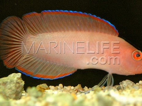 Pseudoplesiops typus