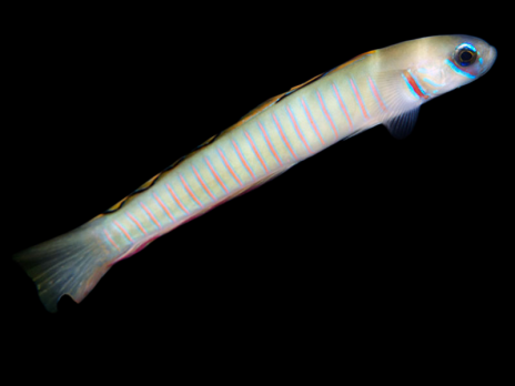 Ptereleotris zebra 5-8cm