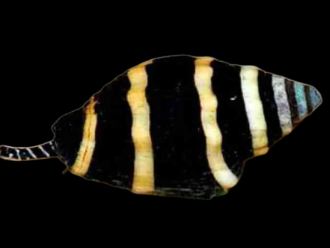 Pusiostoma mendicaria <2 cm