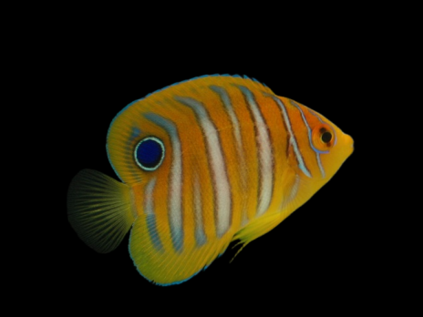 Pygoplites diacanthus Juv&eacute;nile 6-8 cm