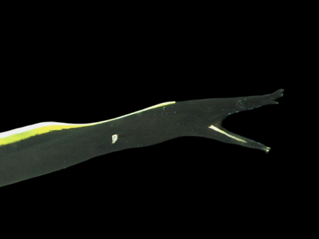 Rhinomuraena quaesita 30-40cm