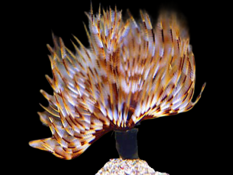 Sabellastarte sp. M Jaune