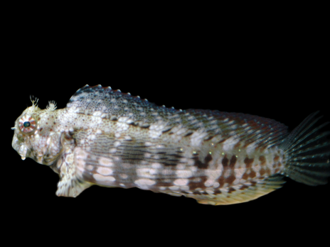 Salarias fasciatus 7-10cm