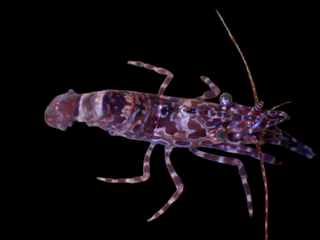 Saron spp. Femelle 3-5 cm