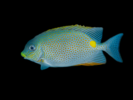 Siganus guttatus 5-8 cm