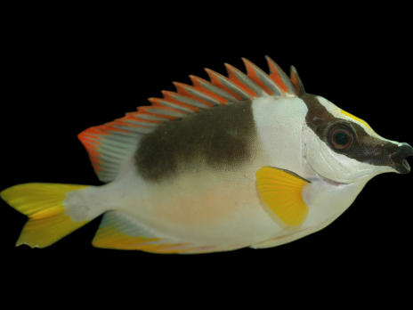 Siganus magnificus 10-12 cm