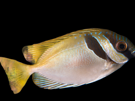 Siganus virgatus 5-8 cm